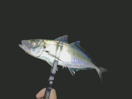 フロートアジング新場所調査