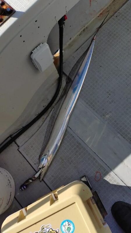 瀬戸内海船タチウオ(初)