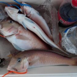 釣り納めアマダイ!!