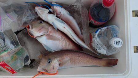 釣り納めアマダイ!!