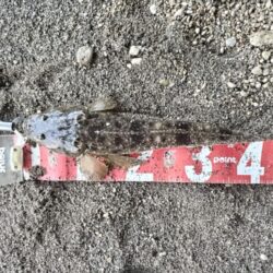 四魚種釣れました!