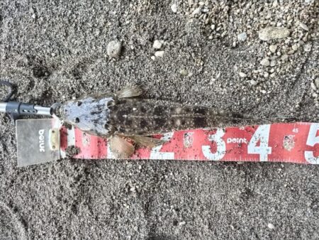 四魚種釣れました!