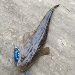 大晦日フィッシュ！