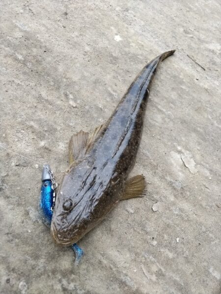 大晦日フィッシュ！