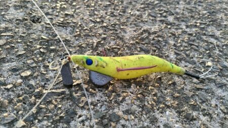 【毎日の朝活情報】絶好調のタコ、ボウズ無しですよ!