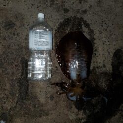 秋イカ狙い