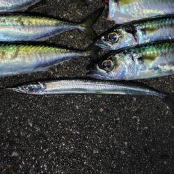 サヨリを狙ったらサバに押しつぶされた話