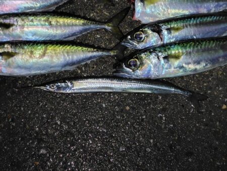 サヨリを狙ったらサバに押しつぶされた話