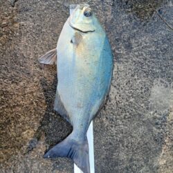 和歌山県日置(三倉渡船)でグレ釣り