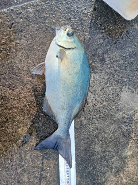 和歌山県日置(三倉渡船)でグレ釣り