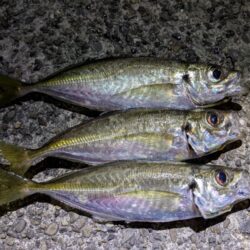 初投稿!アジング釣行