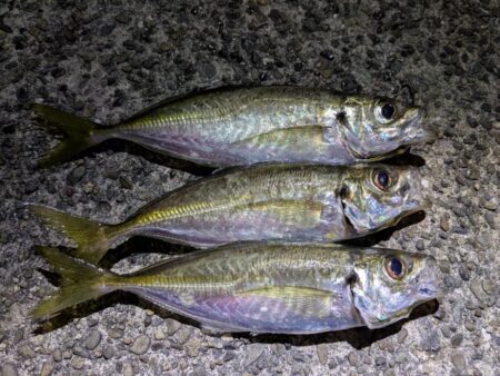 初投稿!アジング釣行