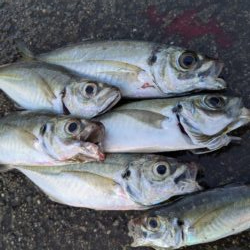 年内最後の釣行