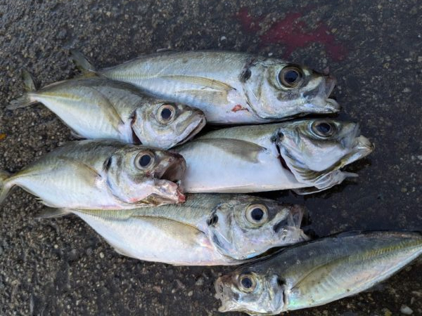 年内最後の釣行