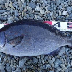 一年ぶりの投稿です