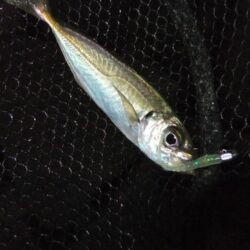 小アジ好調キープ