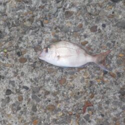 投げ釣り第2戦〜平磯海釣り公園〜