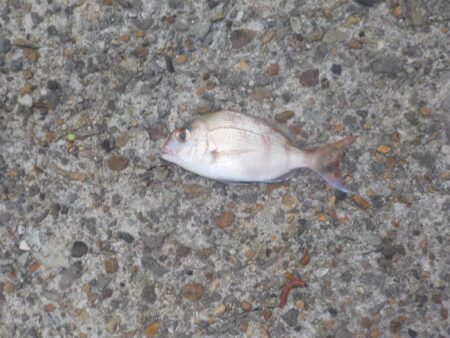 投げ釣り第2戦〜平磯海釣り公園〜