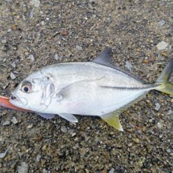 マゴチ、メッキ、ソゲ