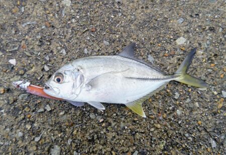 マゴチ、メッキ、ソゲ