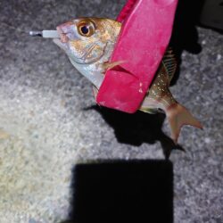 西二見漁港でアジング