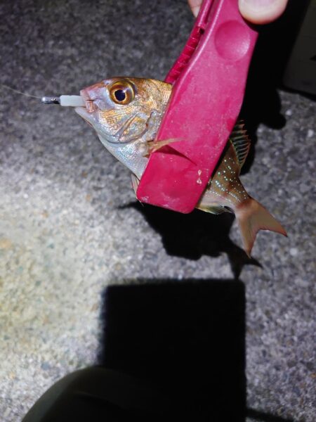 西二見漁港でアジング