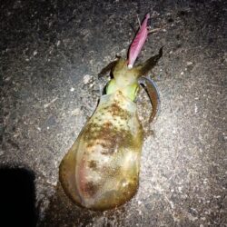 とりあえずアオリ13回目