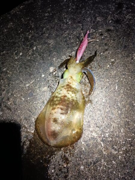 とりあえずアオリ13回目