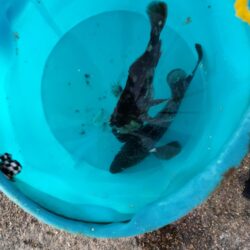 カレイシーズン2