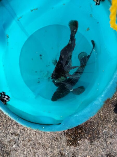 カレイシーズン2