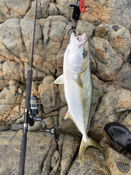 地磯で大物