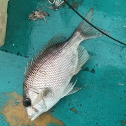 オキアミ五目釣り