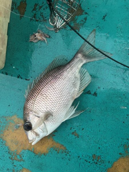 オキアミ五目釣り