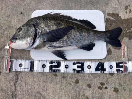 本年初年無し！