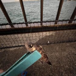 投げ釣り失敗!サビキもギリギリ