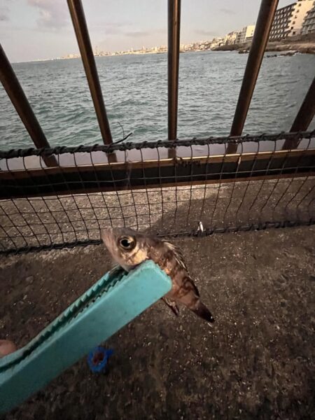 投げ釣り失敗!サビキもギリギリ