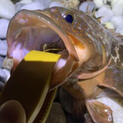 終盤アコウ、良型捕獲。