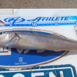 東二見の落ちギス調査