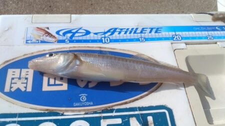 東二見の落ちギス調査