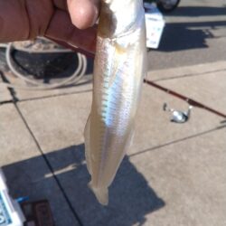 東二見の落ちギス調査