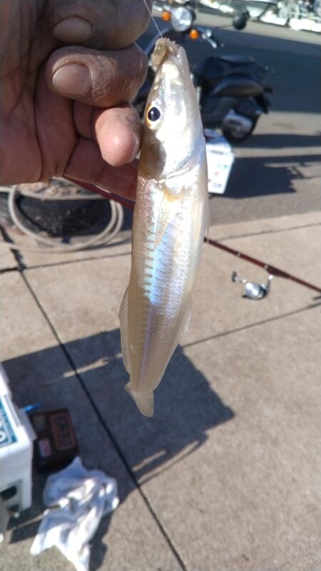 東二見の落ちギス調査