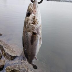 12月になっても、シーバス活性高い。