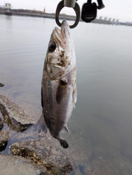 12月になっても、シーバス活性高い。