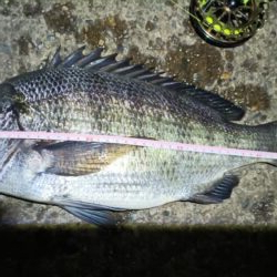 2025/12/29 南港ヘチ釣り 早朝(夜)