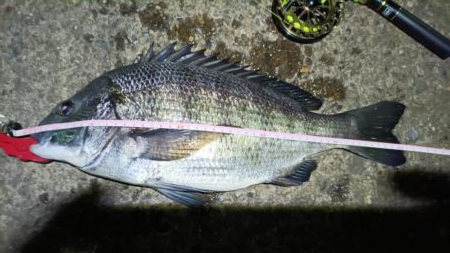 2025/12/29 南港ヘチ釣り 早朝(夜)