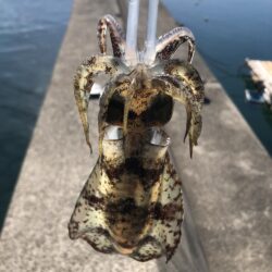 エギは釣れます。