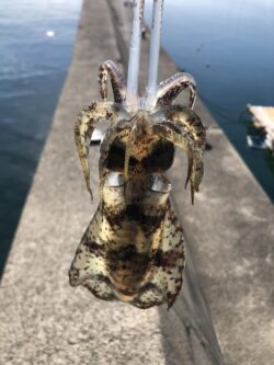 エギは釣れます。