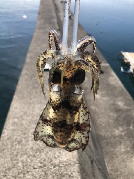 エギは釣れます。