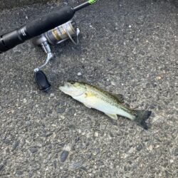 続 湖西漁港小バス祭り