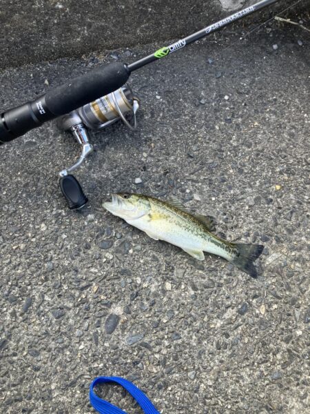 続 湖西漁港小バス祭り